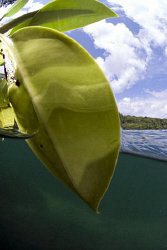 Leaf in Lake Kakaban. by Erika Antoniazzo 